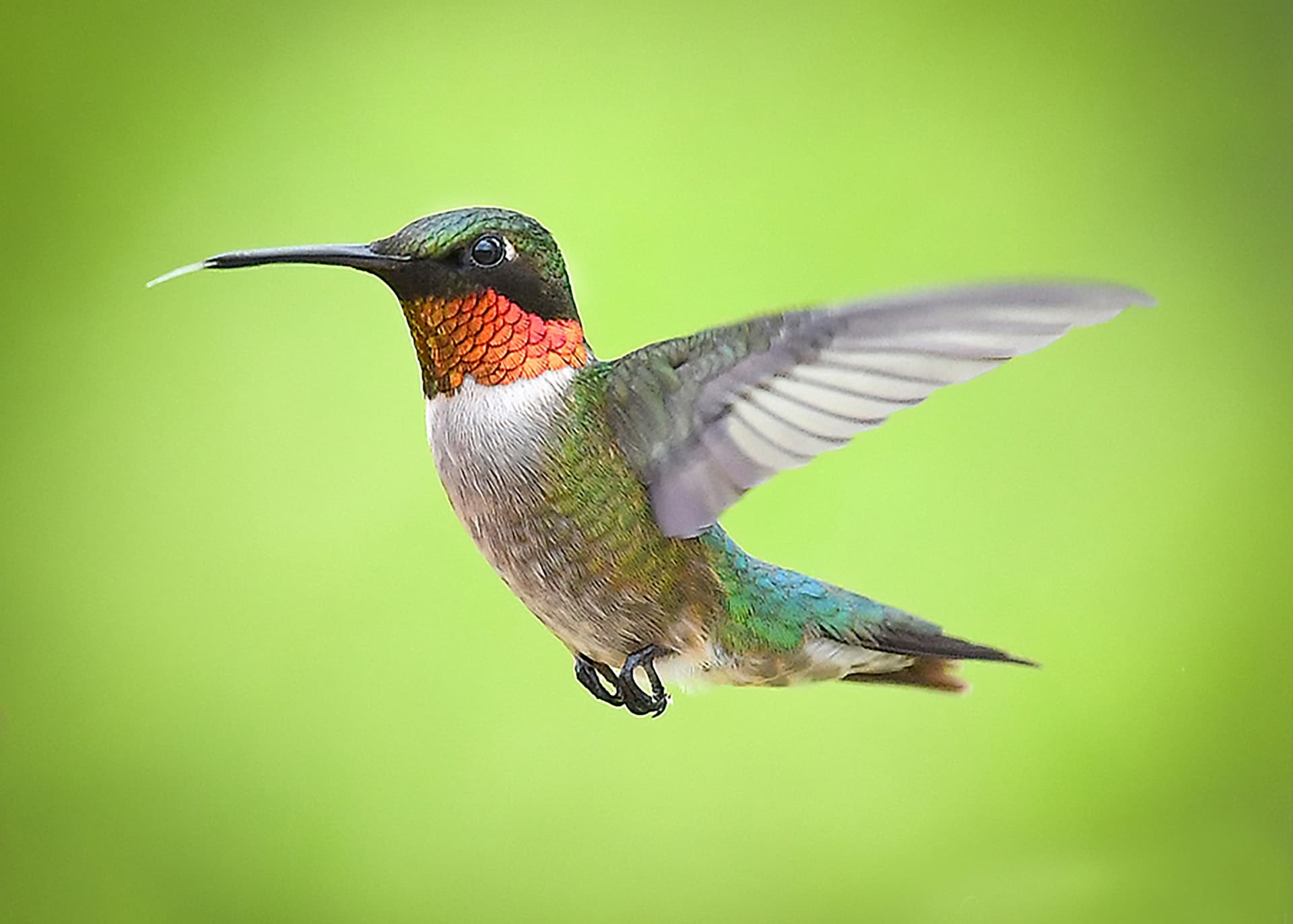 colibri